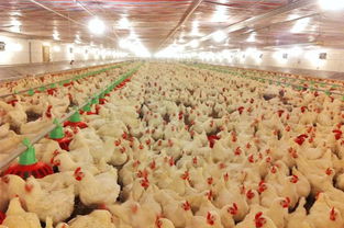 温氏 收购京海资产进军白羽鸡行业,丰富禽类养殖品类