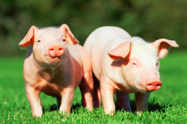 供应天发种猪养殖,生猪销售.