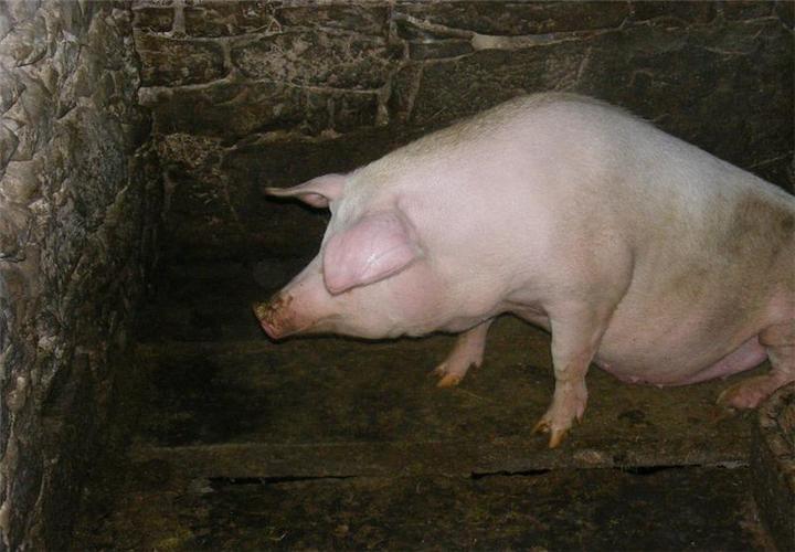 为了猪繁殖得更快,一定要让它健康,那么猪囊虫病怎么进行防治?