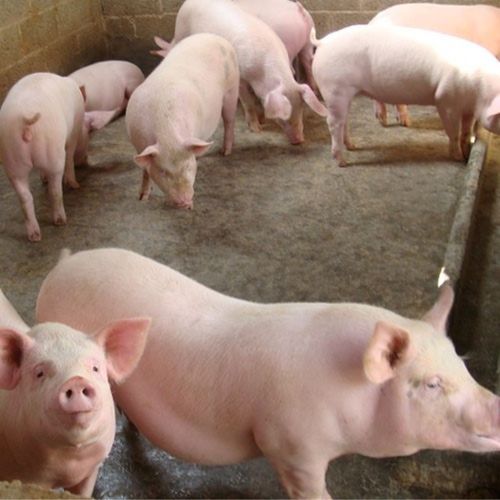 生猪良种猪农村养殖优质种猪