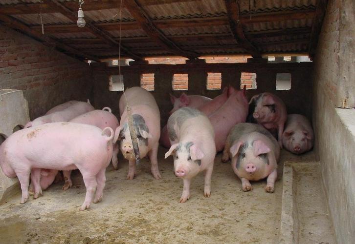 农民如何掌握生猪养殖技术生猪的市场前景好不好