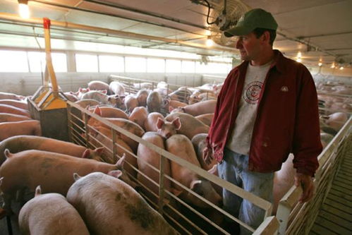 美国农民无计可施,猪肉跌至每斤5块8,市场却迟迟打不开局面