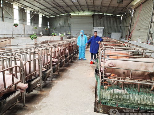 农行凌云县支行致力扶助生猪养殖业发展