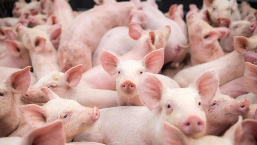 生猪养殖亏损900猪企开始杀仔猪自己吃生猪产业该怎么走
