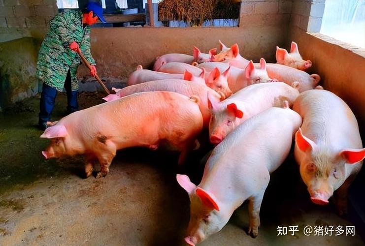 不过养殖户也不用太过担心,据官方数据显示,生猪产能目前总体处于合理