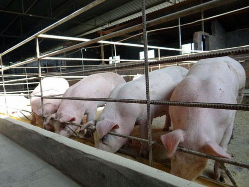 生态环境部 农业农村部 自然资源部 养猪场可占用一般耕地