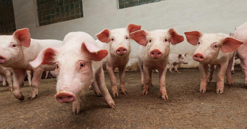 学会仔猪白痢发病原因及综合防治提升生猪养殖业的发展