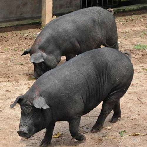 哪里有卖的藏香猪种猪黑色香猪品种-晟启种猪繁育基地