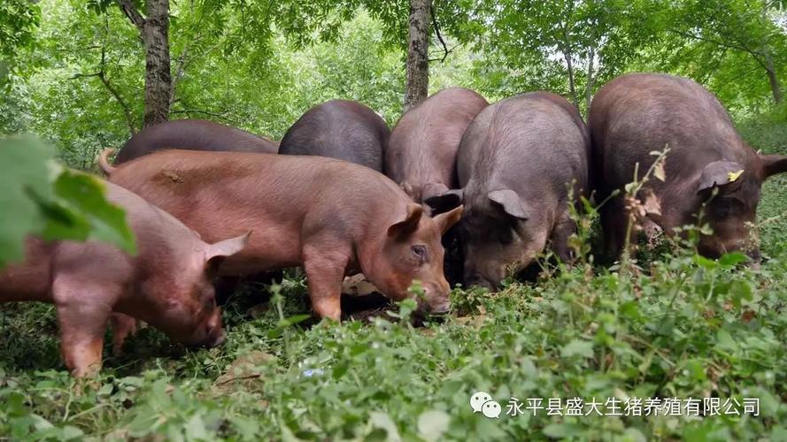 永平县盛大生猪养殖