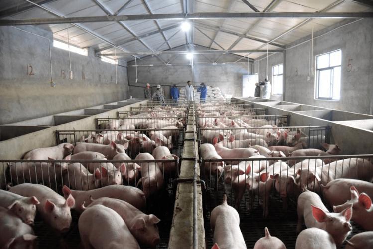 生猪也能上保险南华期货助力西部地区养殖业高质量发展
