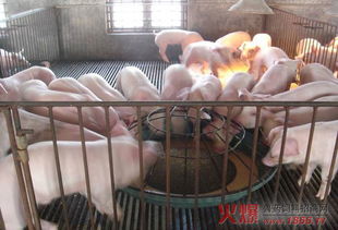 生猪创新团队延庆站开展仔猪代乳品入场技术示范 图
