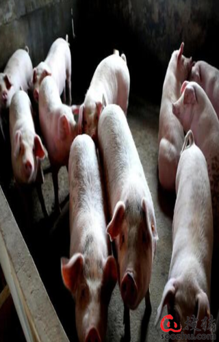 广东茂名:稳定生猪生产 一个生猪养殖大市复产之路
