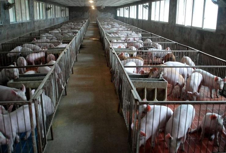 华中地区生猪养殖产业调研总结生猪恢复产能还需较长时间