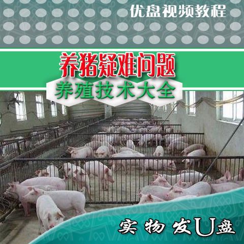 养猪技术u盘视频猪场建造常见病防治仔猪培育种猪繁殖饲养育肥猪
