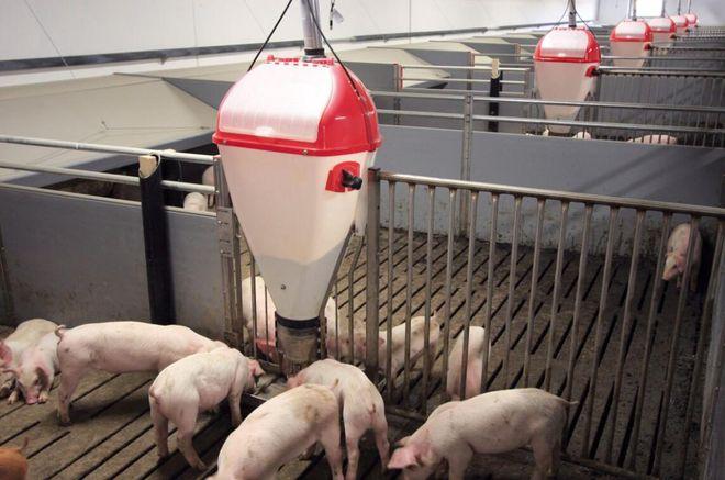 存栏100头母猪的繁育猪场,需配置6种不同标准的猪舍,缺一不可|种猪