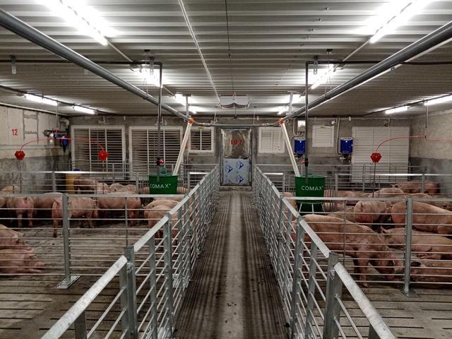 广西中丹种猪繁育中心项目正式投产运营