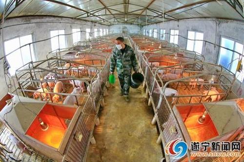 齐全农牧集团股份有限公司优质种猪繁育基地2号场,员工正在为小猪喂食