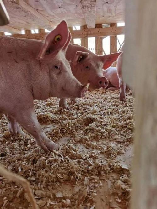 顺鑫小店引入法系ggp原种猪750头,打造多基因全品系繁育体系|猪场|种