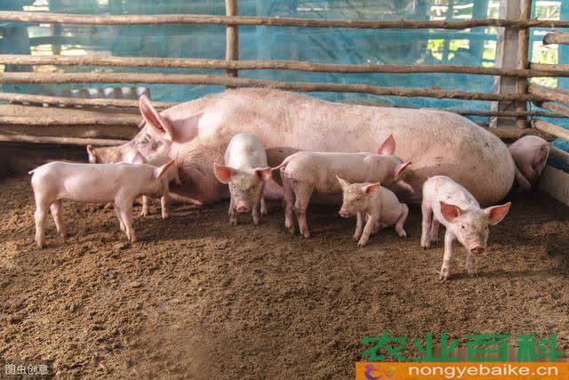 养猪户想自己选育种猪一定要做好这四个阶段选择_农业_知识_养生之道