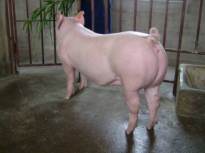 种猪的心酸:繁育上百只小猪,一生没见过母猪,最终只能变肉肠_养猪人