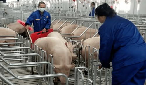 正大康地将启动丹系核心群种猪繁育工作,为生猪稳产保供与品种改良